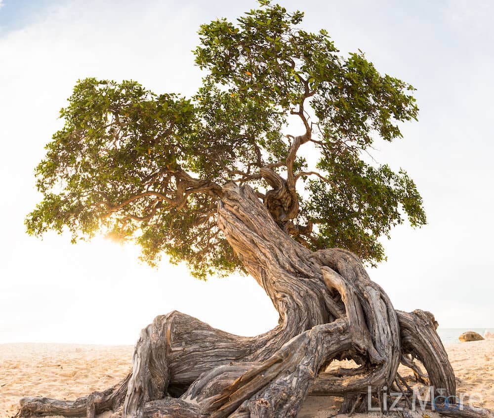 Divi-Divi tree found only on the Aruba Island 