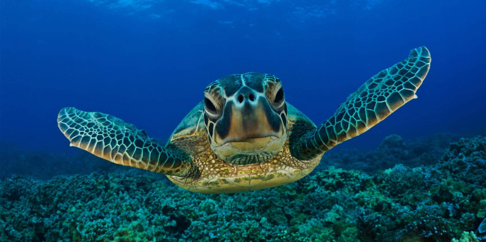 huatulco-sea-turtle