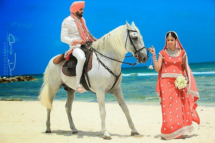  horses for your indian wedding 